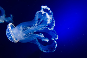 blue jellyfish