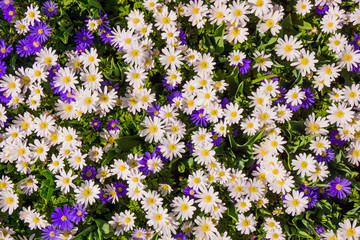 daisy flowers.  Flower background