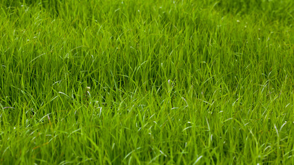 Background of a green grass. Green grass texture