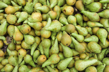 Green pears.  Fresh pears