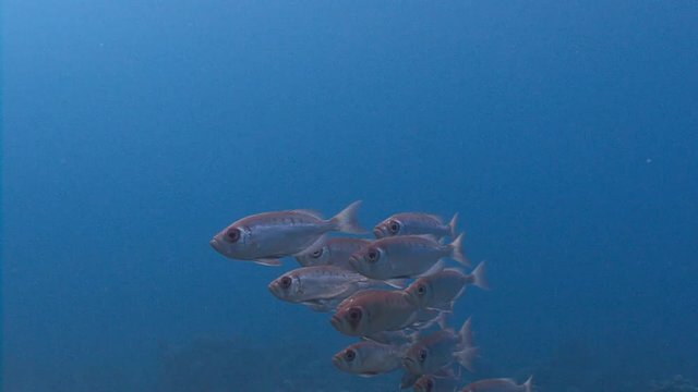 Стайка тропических рыб Бычеглаз Хамрур (Priacanthus Hamrur). Дайвинг в Красном море близ Египта.