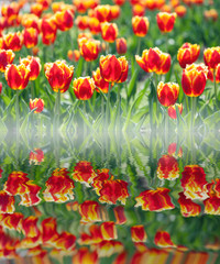 Naklejka na ściany i meble Red tulips in flower field reflected in water
