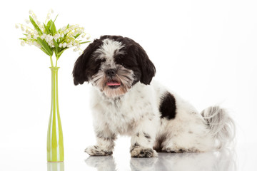 Fototapeta premium Shih Tzu puppy