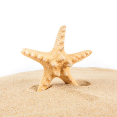 Starfish on the beach. Starfish isolated on white background