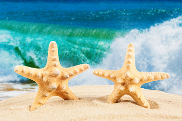 Fototapeta na wymiar sandy beach. Starfish on the Beach. Summer Time