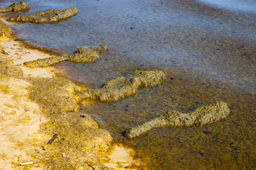 Brown seaweed covered sand on the beach.