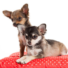 Two Chihuahua Puppy