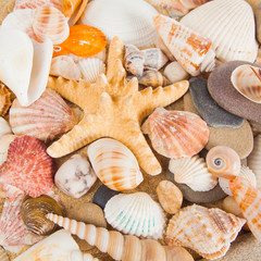 variety of sea shells