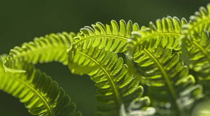 young fern leaves begin to unfold macro © shediva