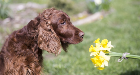 Irish Setter dog smelling flower