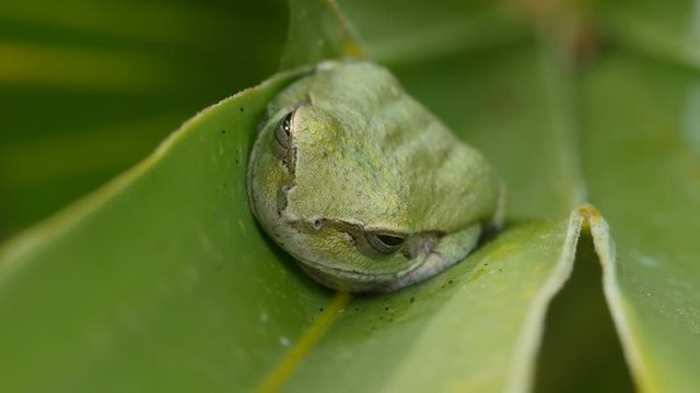 4K Pine Woods Treefrog (Hyla femoralis) 1