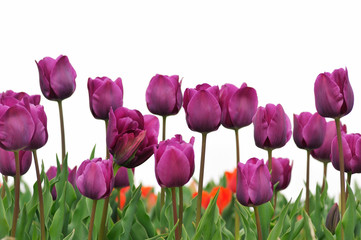 白背景のチューリップ