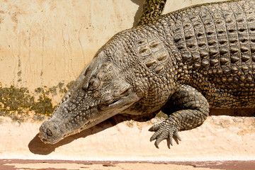 Alligator