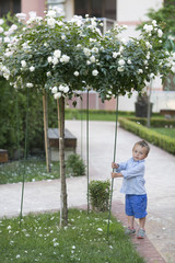 toddler in a tree. Very beautiful and delicate lilac plant.