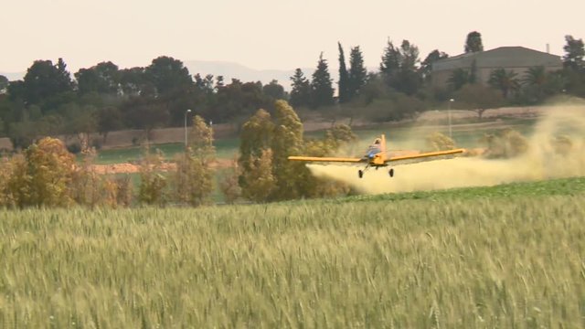 Aircraft. Yellow crop duster , agricultural aircraft flies low over a field with wheat and splashing, sprays chemicals against pests . Shooting from behind. with sound 1