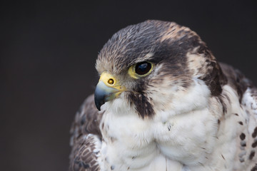 perigrine falcon
