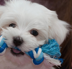 Maltese Puppy