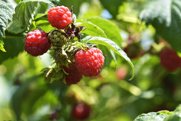 Raspberry bush. Raspberries