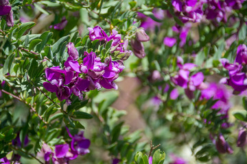 Santorini purple flowers