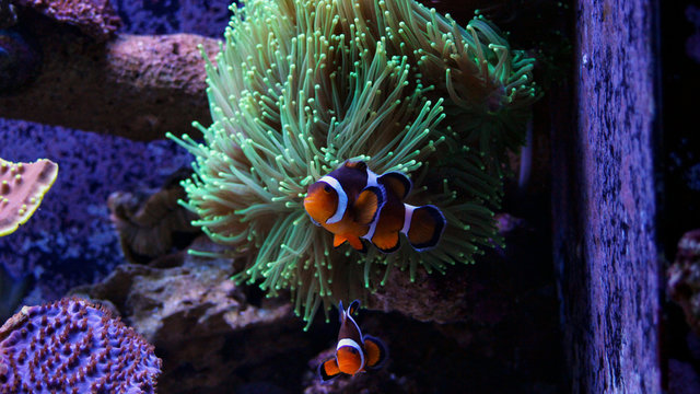 Clownfish Nemo in Marine reef aquarium