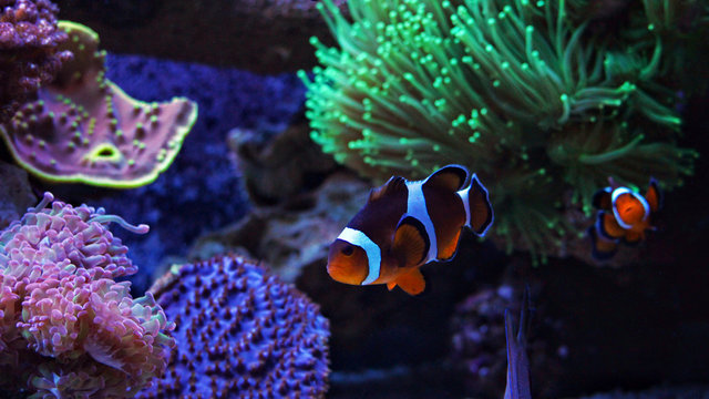 Clownfish Nemo in Marine reef aquarium