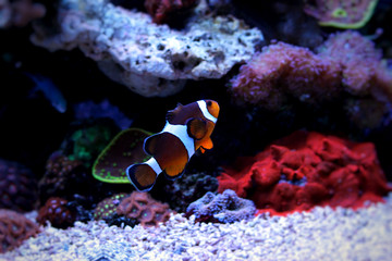 Clownfish Nemo in Marine reef aquarium
