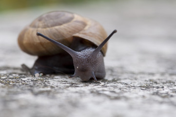 Escargot