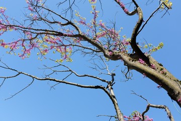 branches arbres fleurie  2