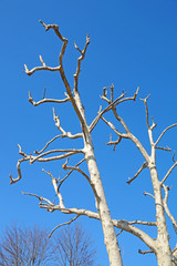 Obraz premium branches of trees with blue sky in background