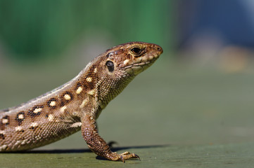 Brown lizard Lacerta agilis.