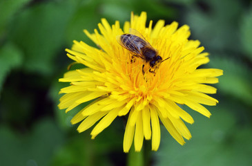 dandelion and bee