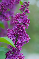 Fototapeta na wymiar lilac flowers on a green background