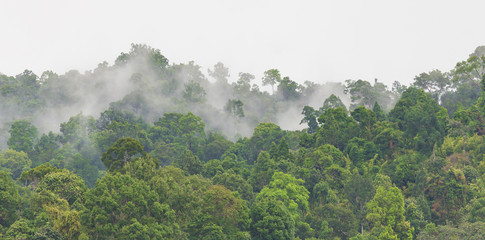 Fototapeta premium Fog in forest