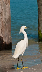 Snowy Egret waling on a tropical beach with pilings