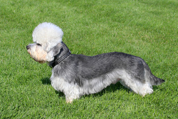 Fototapeta premium Typical Dandie Dinmont Terrier in the garden