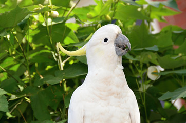 White Sulphur-crested cockatoo parrot

