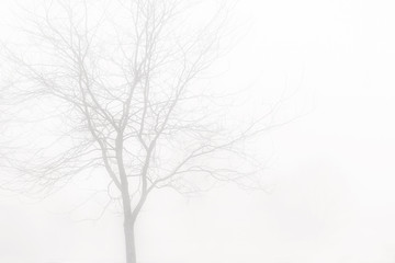 Fototapeta na wymiar Tree in fog