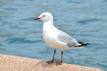White seagull sitting on a pier
