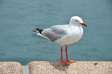 Fototapeta premium White seagull sitting on a pier 