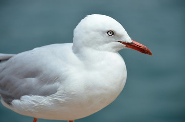 White seagull sitting on a pier
