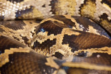 Pattern on a snake