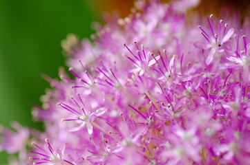 ギガンチューム