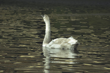 Młody Łabędź  © P.Ch. Fotografia
