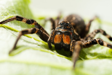 Big spider on green leaf