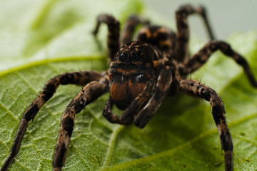 Spider on a green leaf