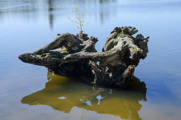 Obraz na płótnie Canvas Baby-Baum auf Totholz im See