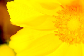 yellow flower macro