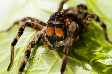 Big spider on green leaf