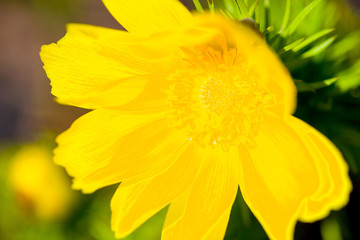yellow flower macro