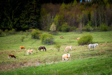 Cows and horses in pasture